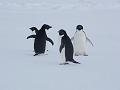 Adelie penguins 10